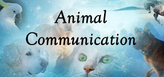 Animal Communications