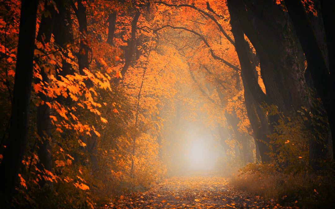 A trail in the woods with leaves on it